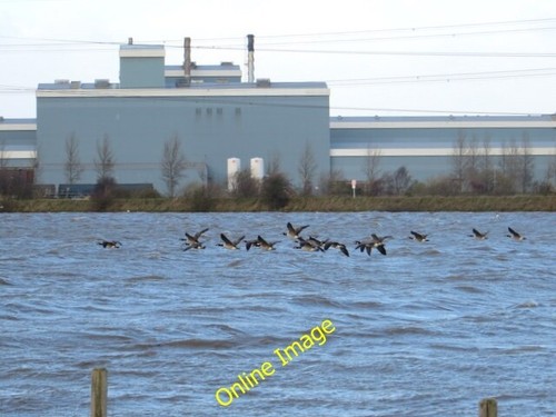 Photo 6x4 canada geese above - photo,