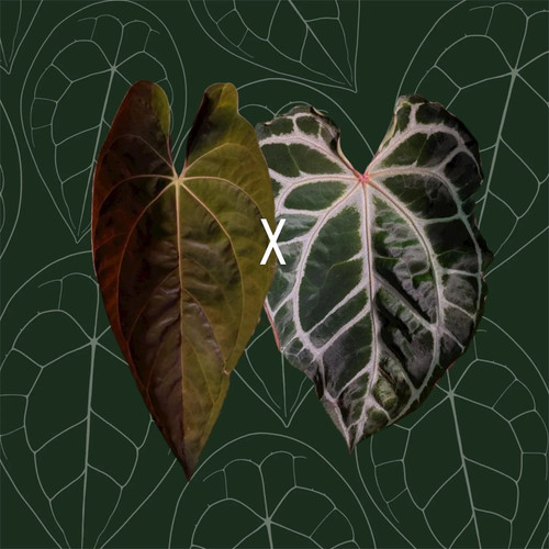 Anthurium papillilaminum x - anthurium,