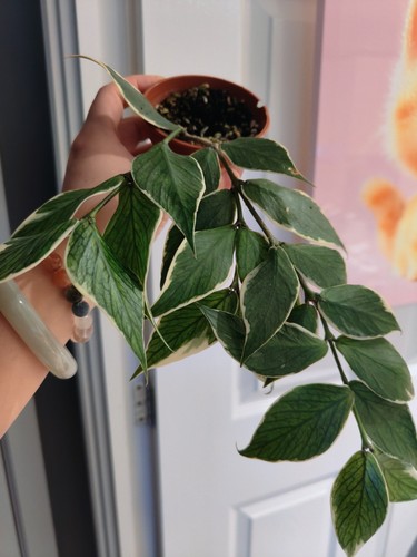 Rare hoya polyneura - rare,