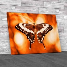 Unlocking The Mystery Butterfly Metadata Insights Orange Canvas Print Large