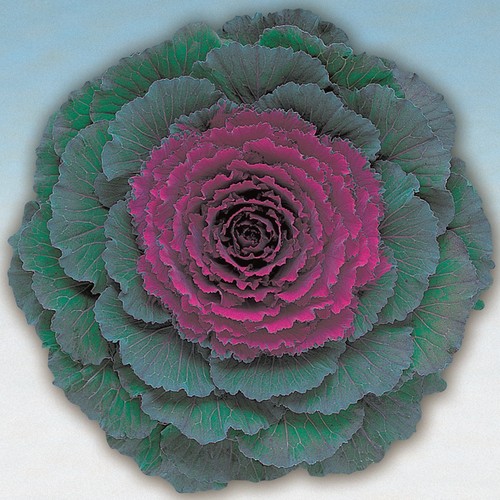 Ornamental cabbage pigeon - ornamental,