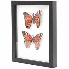 8x10 Shadow Box Display Case