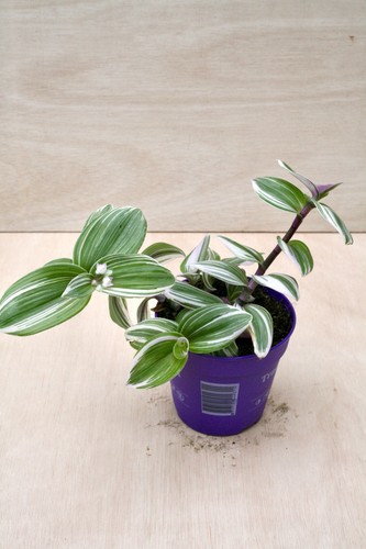 Tradescantia nanouk 30cm - tradescantia, ‘nanouk’