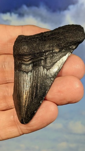 Megalodon shark fossil tooth - megalodon,