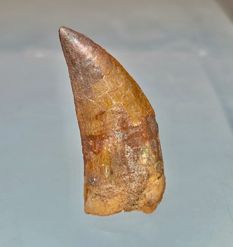 Original carcharodontosaurus - original,