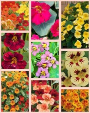NASTURTIUM SEEDS Selection-