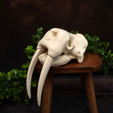 Walrus Skull Replica with Tusks – 3D Printed . Museum quality ornament