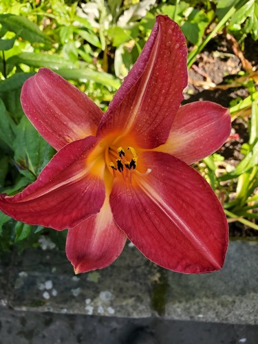 Hemerocallis daylily - ,