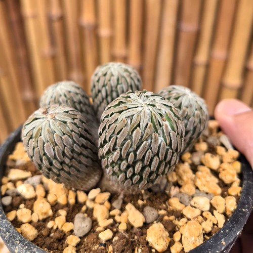 6cm pelecyphora - 6cm,
