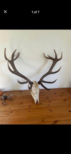 Red deer stag head - red,