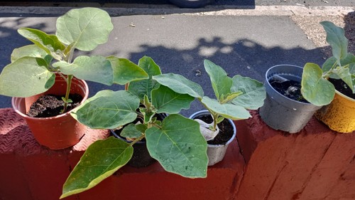 Aubergine plant indian - plant,