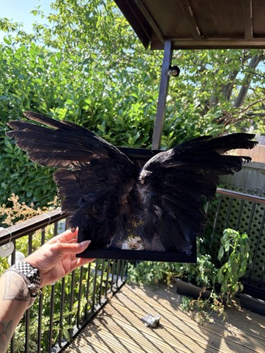 Crow wing taxidermy - crow,