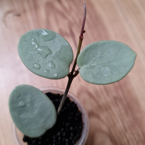 Hoya mathilde grey fairy - mathilde,