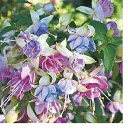 Fuchsia moody blues - 4,