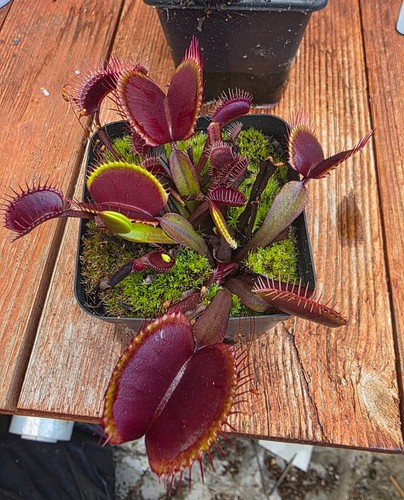 Purple venus flytrap - purple,