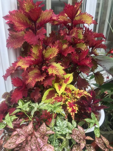 Different colourful coleus - x6,