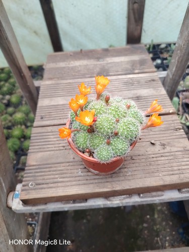 Rebutia flavistyla cactus - flavistyla,