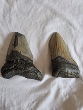 2 Megalodon Shark Tooth
