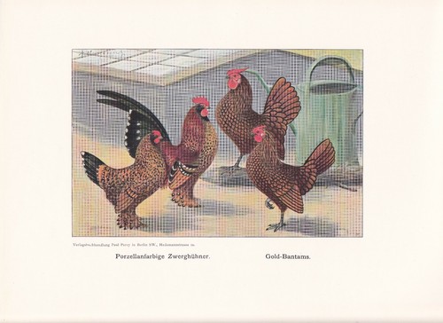 Bantam dwarf chickens - bantam, chicken