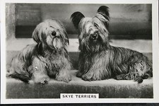SKYE TERRIER  Vintage 1939 Dog Photo Card  DE29M