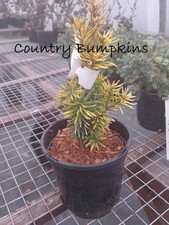 1 litre pot Taxus baccata Standishii, yew, slow growth, golden foliage, topiary