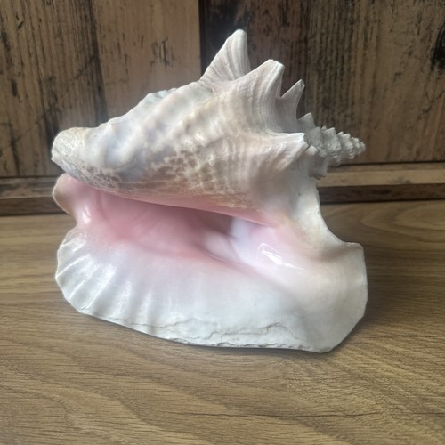 Vintage queen conch shell - vintage,