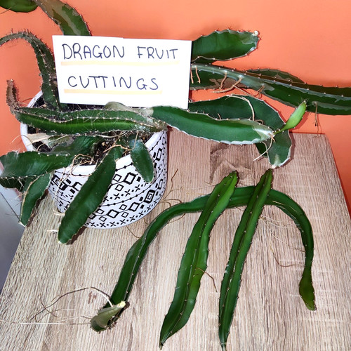 Dragon fruit plant cutting - ,