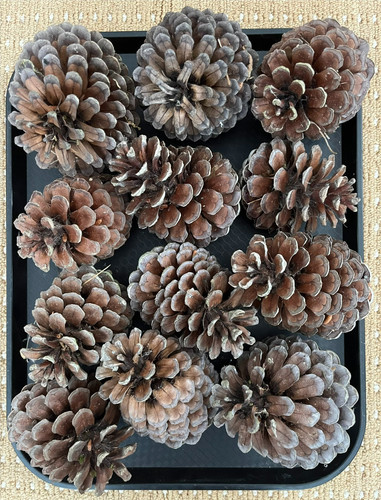 Natural pine cones - 20, x