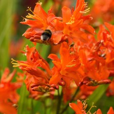 T&M Crocosmia Spitfire Hardy
