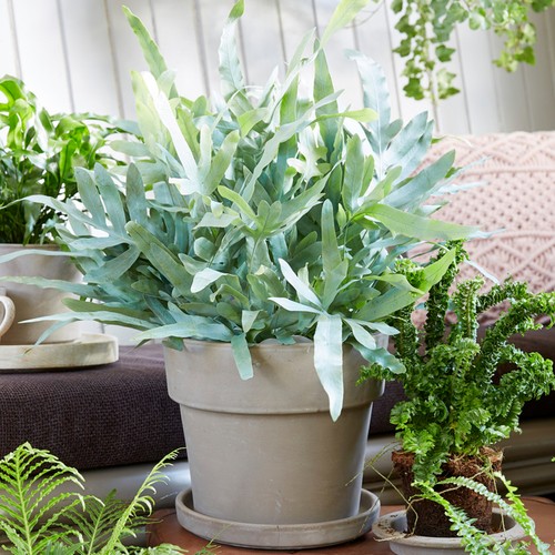Potted phlebodium blue star - star, |