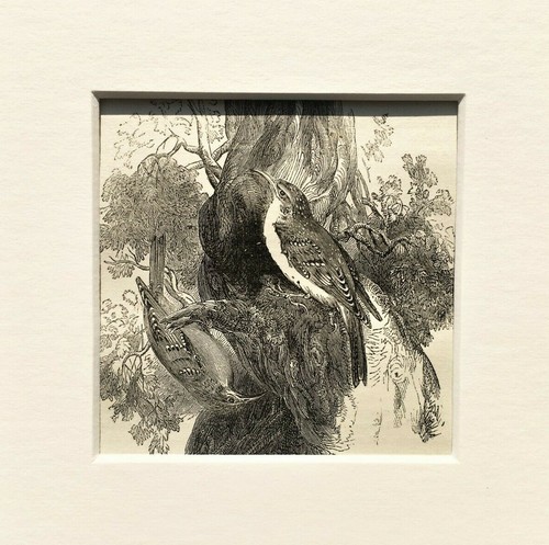 Treecreeper bird print - treecreeper,