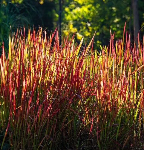 Imperata rubra red baron - imperata, 'red
