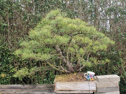 Scots pine raft bonsai - pine,