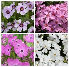 Phlox plug plants trailing