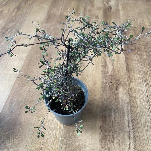 Bonsai corokia cotoneaster - corokia, |
