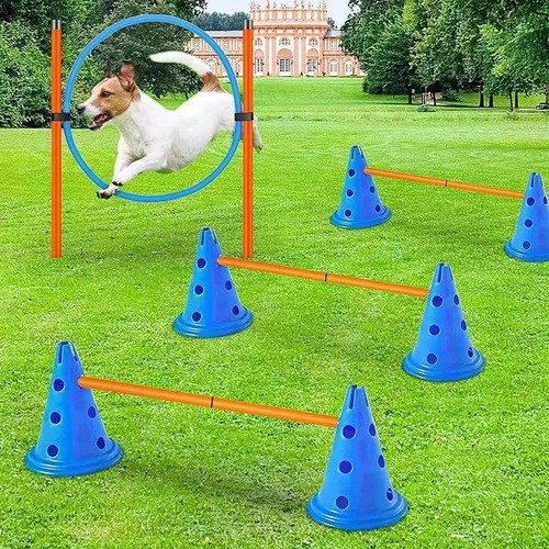 New dog agility - training, set
