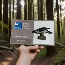 Rspb pin badge - , goshawk
