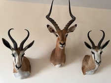 Shoulder mount impala - 1, x