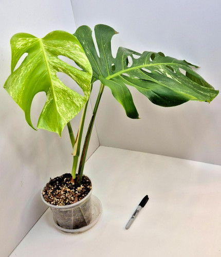 Monstera deliciosa albo 12 - deliciosa, #12