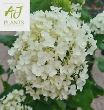 Hydrangea arborescens Annabelle - 3 , 5 or 7.5 Litre Pot - Potted Plant