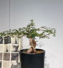 Operculicarya pachypus WYSIWYG