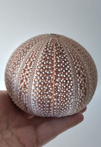 Large sea urchin shell 440 - sea,