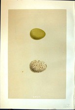 Antique Print Rev. Morris C1875 Natural History British Bird Eggs Partridge
