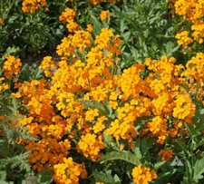 Cheiranthus allionii Orange