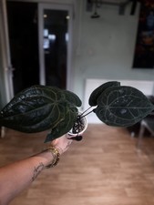 Anthurium red crystallinum skg