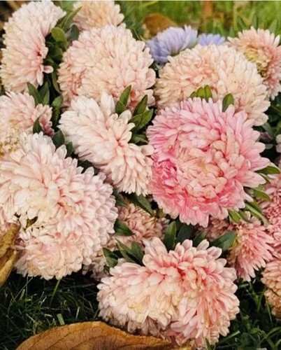 120 aster salmon - , pink