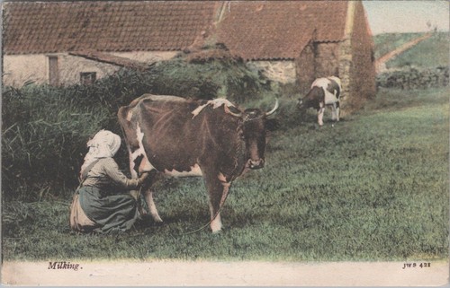 Animals postcard rural - animals, postcard-rural