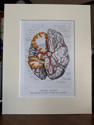 Anatomical brain print - brain,