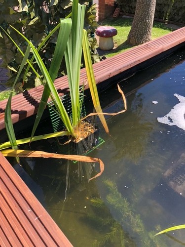 Pete custom raised pond - custom,