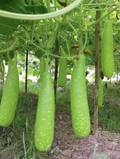 100% Genuine Bangladeshi